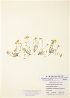 藏品(北囊芥)的圖片